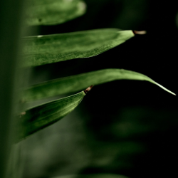 Birdwatching at the Roman Villa