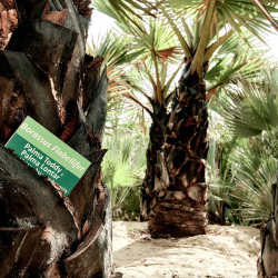 Walking Tour of the Villa Romana Botanical Garden