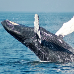 Humpback Whale Watching Roman Villa